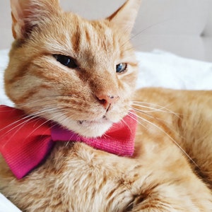 Silk Pet Bow Tie, Orange Dog Bow Tie, Cat Accessories, Over the Collar Bow Tie image 3