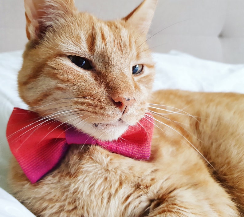 Silk Pet Bow Tie, Orange Dog Bow Tie, Cat Accessories, Over the Collar Bow Tie image 3