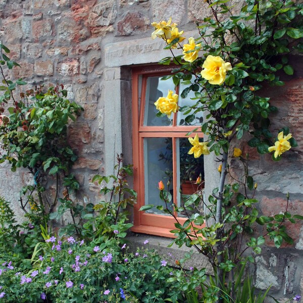 Landscape and Architecture Photography - Scottish Highlands- Cottage Window -Yellow Roses -Window Photography -Flowers -Fine Art Photography