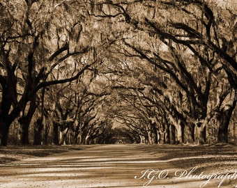 Savannah Photography - Live Oaks - Wormsloe Plantation II - Spanish Moss - Fine Art Photography - South Carolina - Tree Photography - Sepia