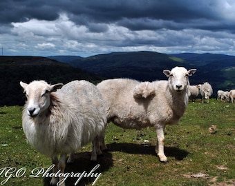 Wales - Animal Photgraphy - Sheep - Sheep Photography - Wales Photography - Travel Photography - Fine Art Photography - Wall Art -Still Life