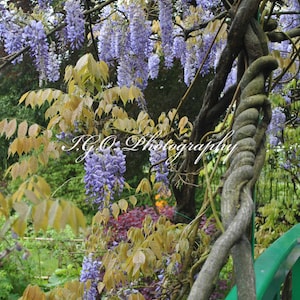 Flower Photography -  Wisteria Vines -  Monet&#39;s Garden II - Paris Photography - Fine Art Photography - Nature Photography - Wall Art-Garden