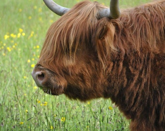 Animal Photography - Highland Cattle of the Scottish Highlands - Scottish Highlands Photography - Animal Photography - Travel Photography