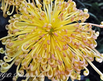 Crysanthemum,Floral Photography,Fine Art Photography,Still Life,Flower Photography,Yellow,Botanical,Nature Photography,Wall Art,Room Decor