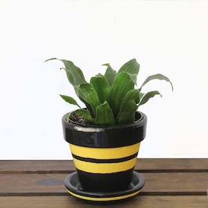 May include: A green plant with long leaves in a black and yellow striped ceramic pot with a matching saucer. The pot is painted to look like a bee.