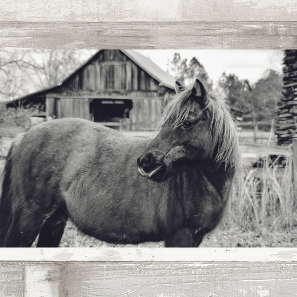 Black & White Horse, Old Barn Landscape