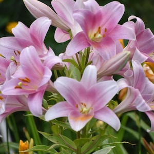 Fotografía de lirios, fotografía de flores, descarga digital, arte mural imprimible