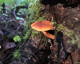 May include: A close-up of a bright orange mushroom growing on a mossy tree trunk in a woodland.