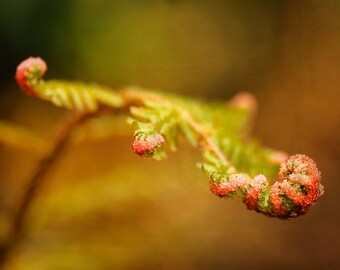 Metal Art Print "Grace", Fern Photography Printed on a Brushed Aluminum Box, 24x16x1, SPECIAL ORDER ONLY