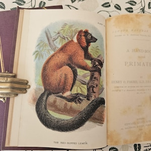 1896 & 1897 A Handbook to the Primates by Henry Forbes / 2 volumes complets / 41 superbes planches en couleurs, plus des cartes dépliantes / Lloyds, Londres