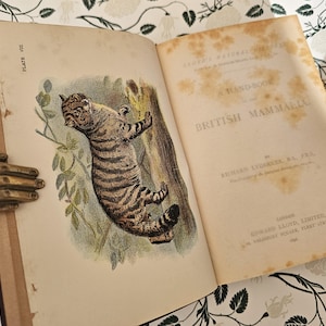 1896 Handbook to the British Mammalia by Richard Lydekker / 32 Excellent Colour Plates / Good Condition / Edward Lloyd Ltd, London