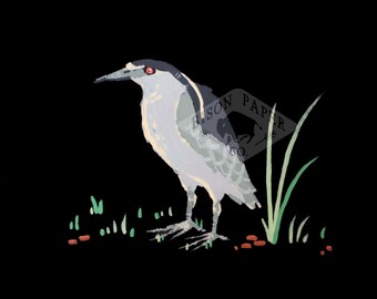 Black-Crowned Night Heron 8x10 Print