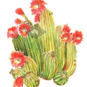 8x10 Flowering Cactus Print image 2