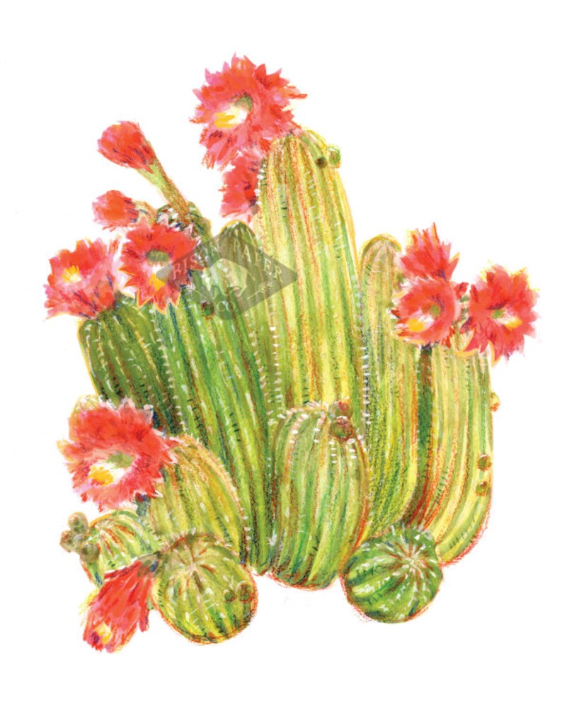 8x10 Flowering Cactus Print image 2