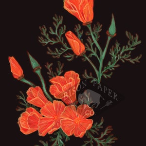 8x10 California Poppy Print, black bold digital print image 2