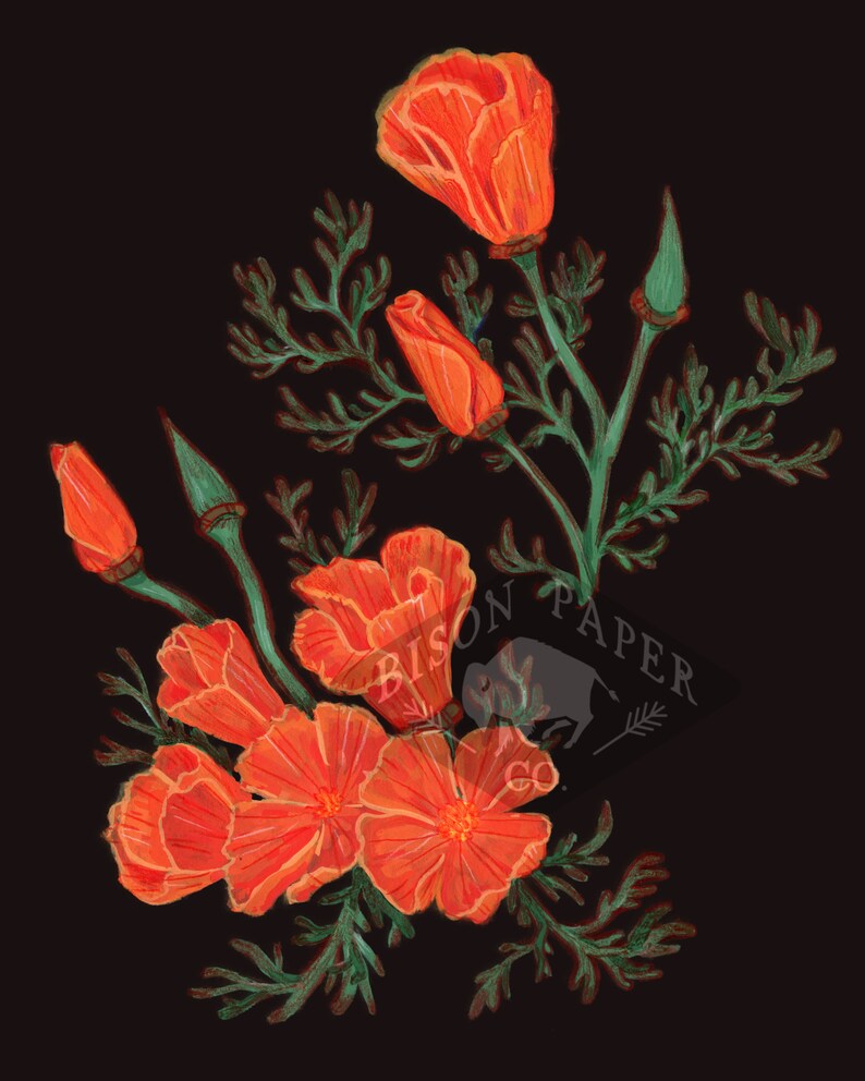 8x10 California Poppy Print, black bold digital print image 2