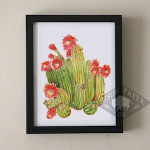 8x10 Flowering Cactus Print image 1