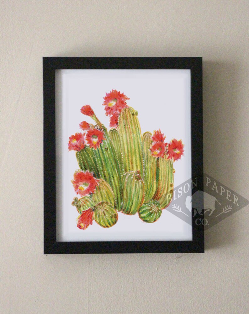 8x10 Flowering Cactus Print image 1