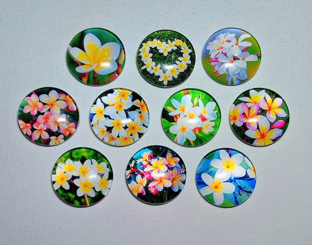 TROPICAL PLUMERIA FLOWERS Magnet Set of Ten One Inch Round Glass Dome ...