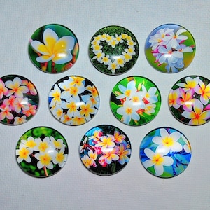 TROPICAL PLUMERIA FLOWERS Magnet Set of Ten One Inch Round Glass Dome Birthday Mom Grandma Friend Relative Thanks Hawaiian Flowers