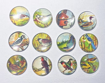 VINTAGE BIRDS MAGNET Set Great Holiday Gift Him Her Mom Glass Dome Under 20 Dollar Gift Birthday Thanks Best Friend Hang the Artwork!