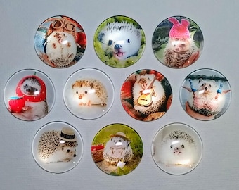 HEDGEHOG ANIMAL Magnet Set of 10 One Inch Round Glass Dome *Funny Hedgehog Photos*