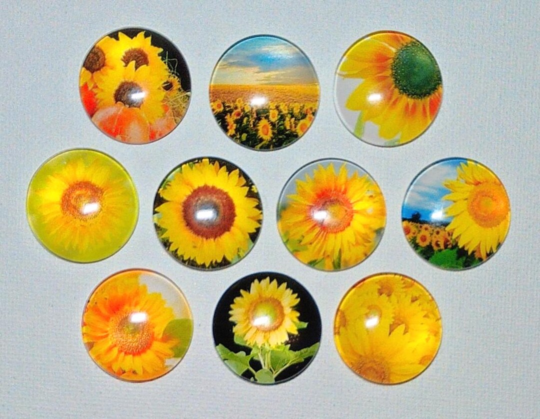 SUNFLOWER MAGNET Set of Ten One Inch Round Glass Dome *sunflower Photos ...