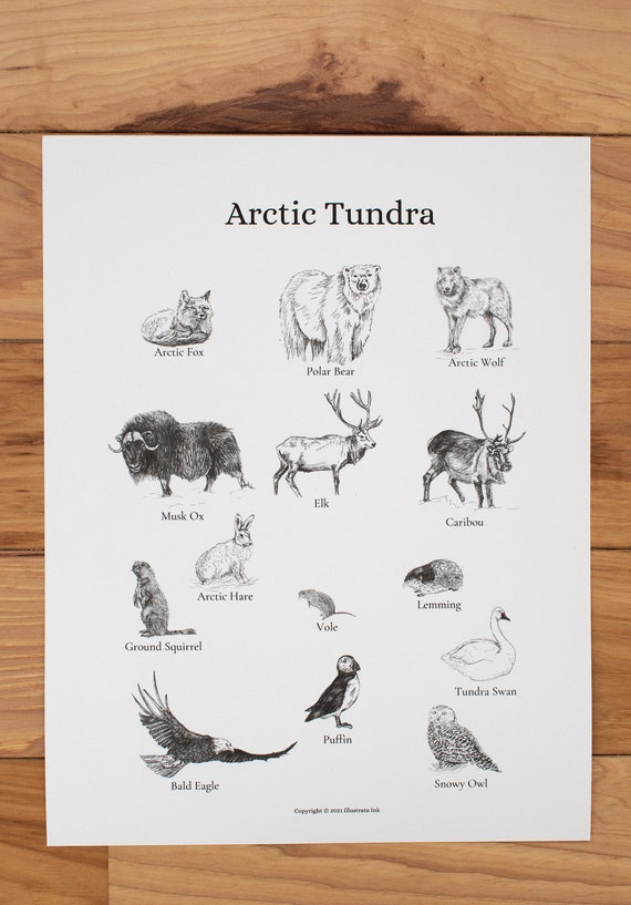 Arctic Tundra Biome Nature and Animal Unit- ABC Flashcards