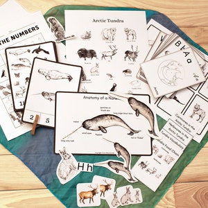 Arktische Tundra Biom Natur und Tier Einheit - ABC Karte, Narwhal Anatomy, Count and Clip, Manipulativ, Zahlenverfolgung