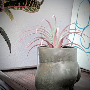 Handpoured Booty: Concrete Planter