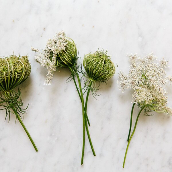 Wild Carrot Seed, Queen Anne's Lace, Natural,Queen Annes Lace Tincture, Wild Carrot Seed Tincture