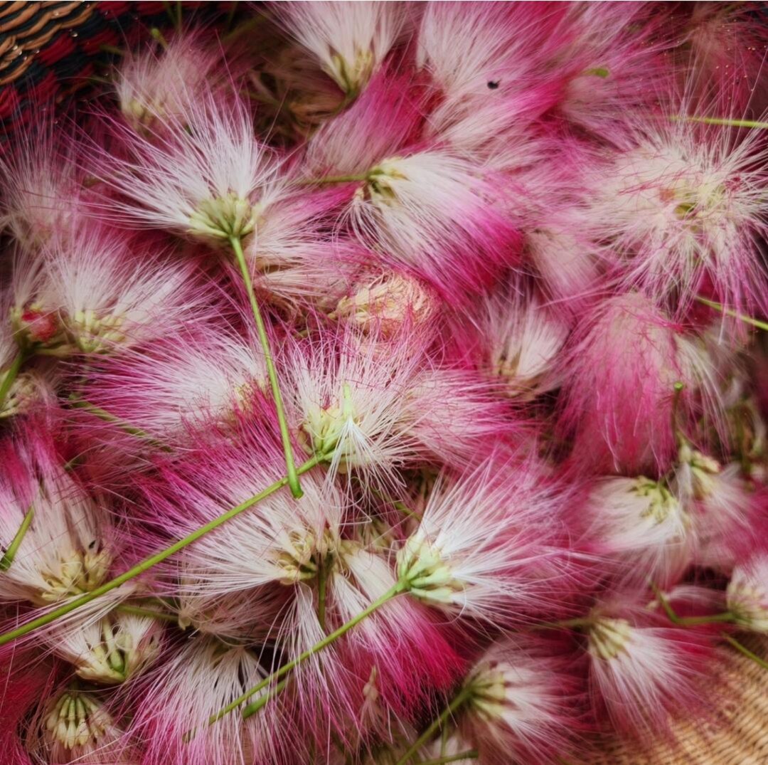 Mimosa Elixir, Tree of Happiness, Herbal Care Care for Joy, Banishing ...