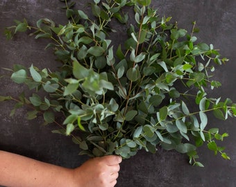 Fresh Eucalyptus Stems for Vase or Shower. Best Quality - Etsy UK