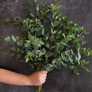 Fresh Eucalyptus Stems for Vase or Shower. A Large Bouquet of Best Quality, Floristry Grade Foliage. Ten Long Stems of Fresh Eucalyptus