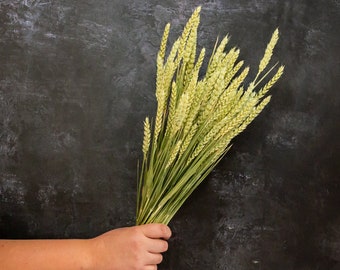 May include: A bundle of fresh wheat stalks with green stems and light yellow heads. The wheat is held in a hand against a dark, textured background. The wheat is a natural element, possibly for home decor or crafting.