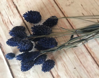 Blue canary grass, phalaris dried winter flowers for craft, wedding, home. 20 stems