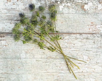 Dried flowers. A Bunch of Dried Thistles. 5 stems of beautiful sea holly eryngium thistles perfect for home décor, weddings, craft and more.