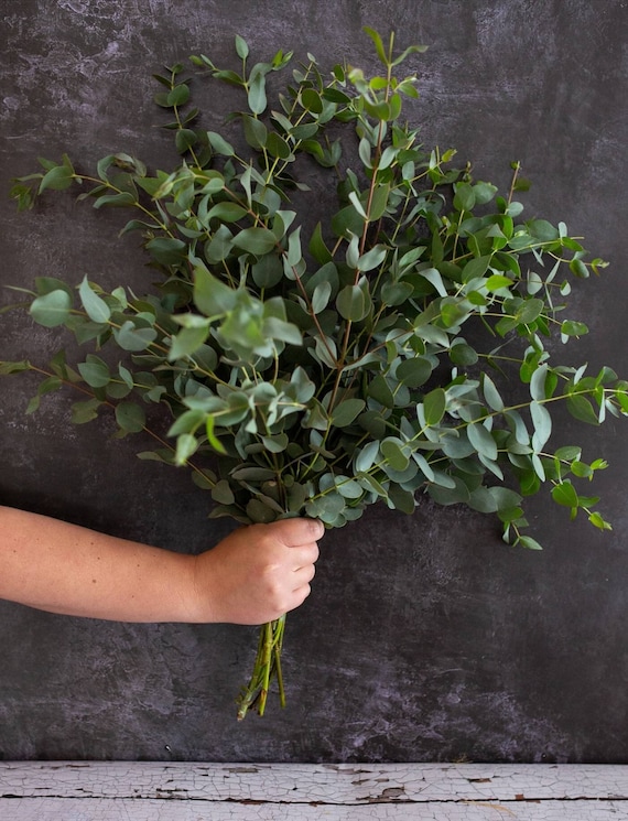 Fresh Eucalyptus Stems for Vase or Shower. A Large Bouquet of Best Quality, Floristry Grade Foliage. Ten Long Stems of Fresh Eucalyptus