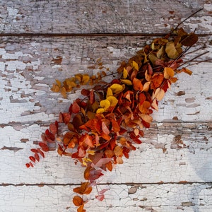 May include: Dried eucalyptus branches in autumnal hues of red, orange, and yellow. The leaves are arranged on a distressed white wooden surface, creating a rustic aesthetic. The image evokes a sense of natural beauty and seasonal change.