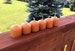 Citronella Essential Oil Beeswax Mini-Votive Candles 