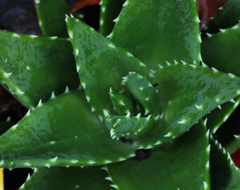 Aloe - aloe nobilis