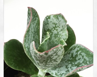 Cotyledon orbiculata