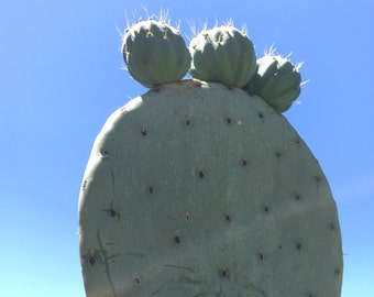 Opuntia robusta 'spineless'