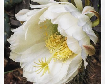 Echinopsis spachiana - Golden Torch