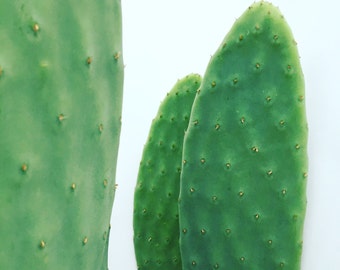 Opuntia var. Decumana