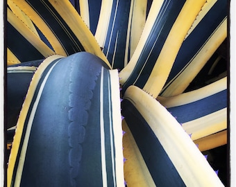 Agave americana marginata