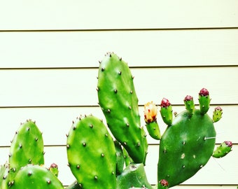 Opuntia elata