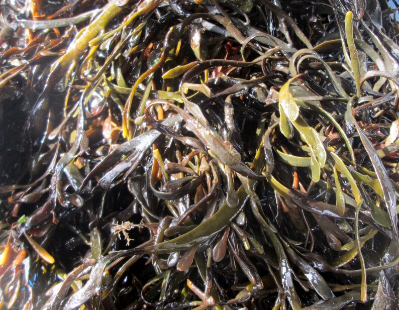 Bladderwrack Kelp Dried Seaweed Garden Fertilizer Ascophyllum Etsy