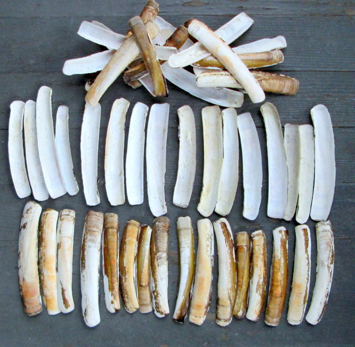 50 Bulk Natural Razor Clam Shells Long Narrow Jackknife Etsy