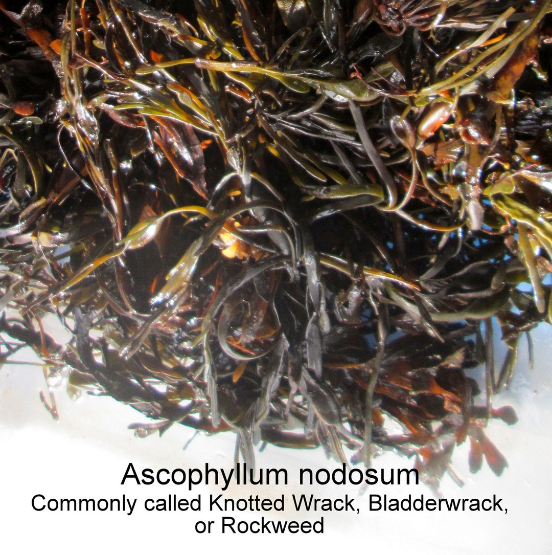 Bladderwrack Kelp Dried Seaweed Garden Fertilizer, Ascophyllum Nodosum